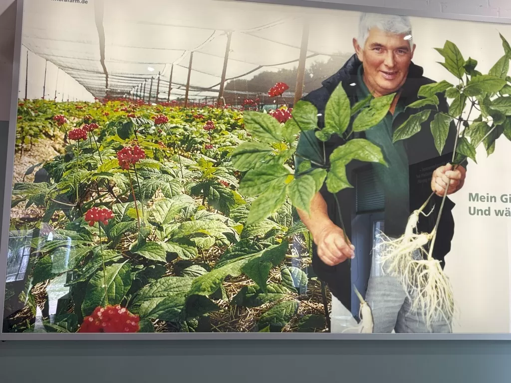 Tagesfahrt zur Ginseng-Farm in Bockhorn bei Walsrode