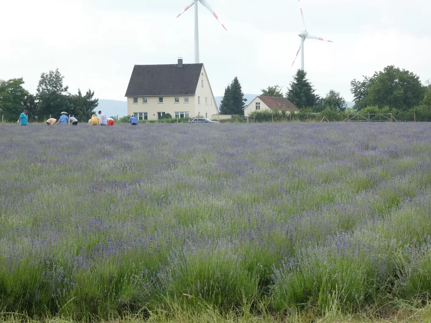 KV Gartenfahrt Taoasis 3 1