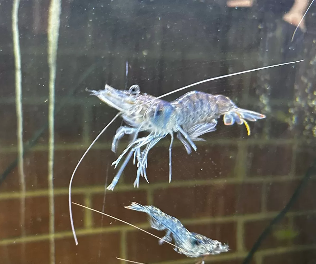 Gamba-Zamba