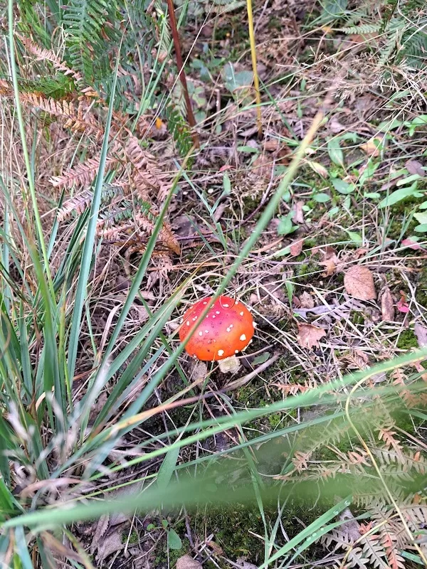 Moorerlebniswanderung im Toten Moor Mardorf