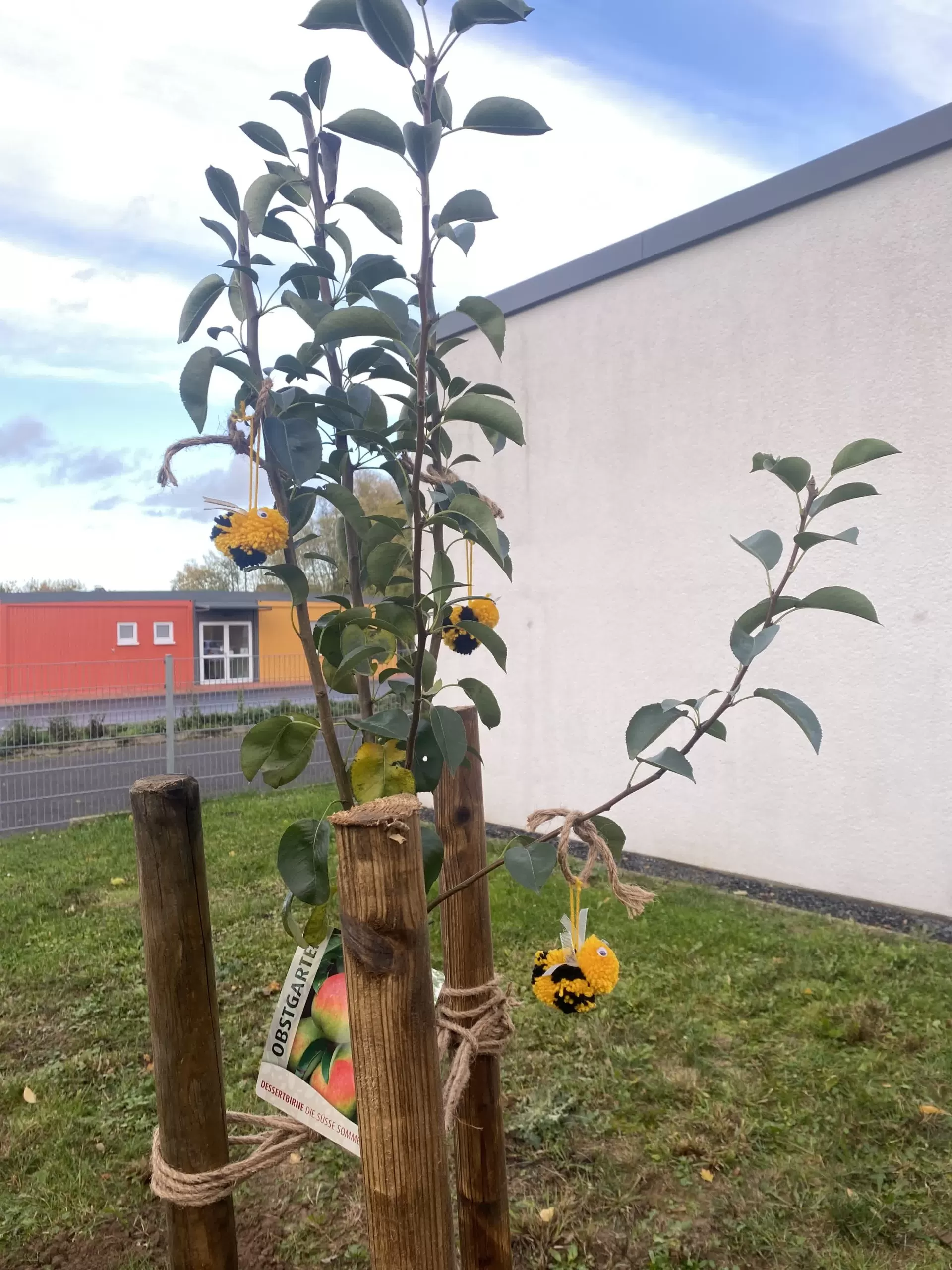 Baumpflanz-Challenge