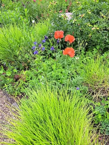 OV Rodenberg Berggarten 290524 1000053056