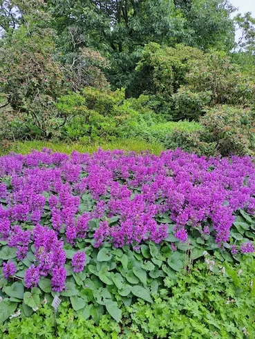 OV Rodenberg Berggarten 290524 1000053057
