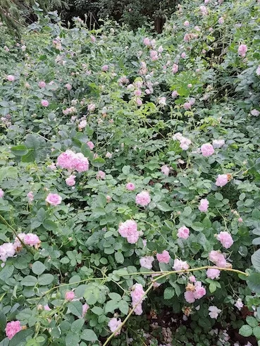 OV Rodenberg Berggarten 290524 1000053068