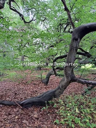 OV Rodenberg Berggarten 290524 1000053087