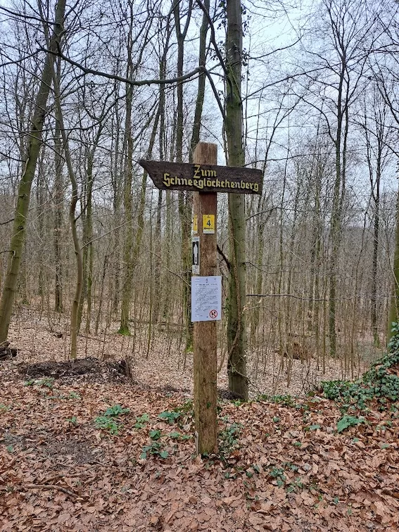 OV Rodenberg Maerzenbecherwanderung 130324 1000044345