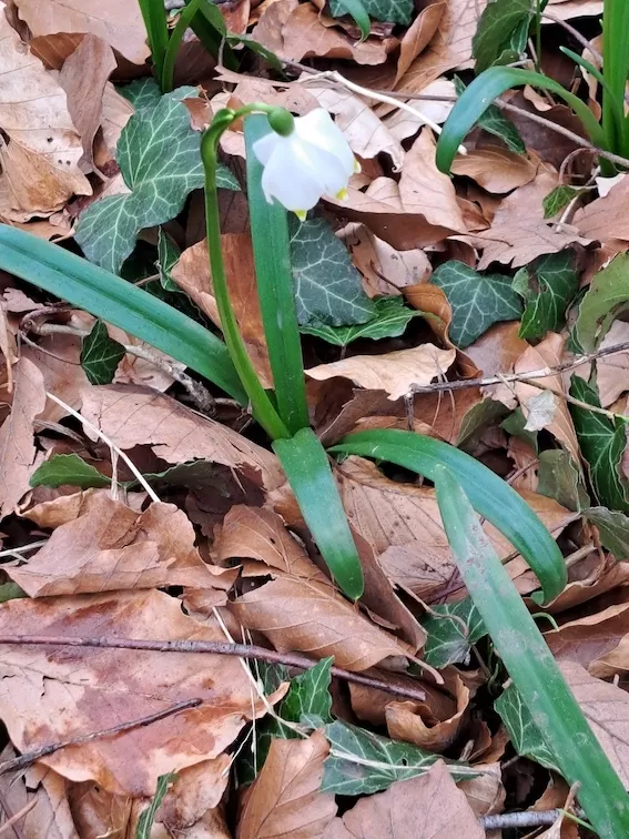 OV Rodenberg Maerzenbecherwanderung 130324 1000044358