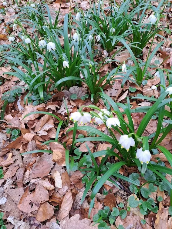 OV Rodenberg Maerzenbecherwanderung 130324 1000044363