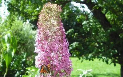 Naturnaher Garten